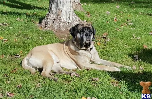 Mastiff stud dog: a mastiff dog lying on the grass