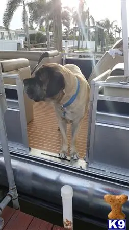 Mastiff stud dog: a mastiff dog on a bus