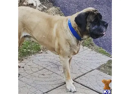 a mastiff dog standing on a sidewalk