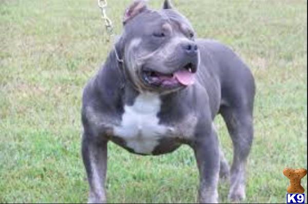 essay on pit bulls essay on pit bulls