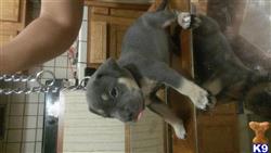 American Pit Bull
