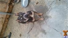 american pit bull puppy posted by ruebenc_89