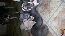 American Pit Bull