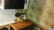 american pit bull puppy posted by ruebenc_89