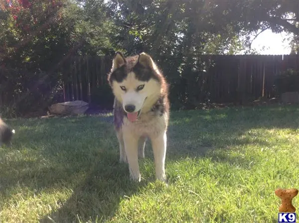 Siberian Husky stud dog