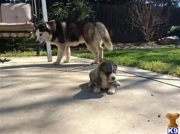 Siberian Husky stud dog