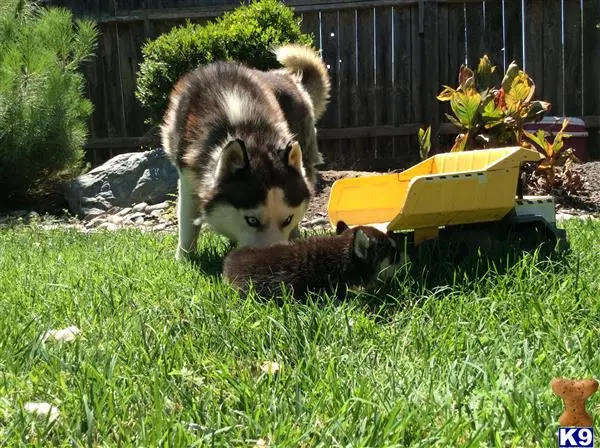 Siberian Husky stud dog