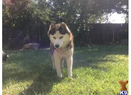 Siberian Husky