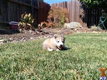 wolf dog puppy posted by ruedab0y