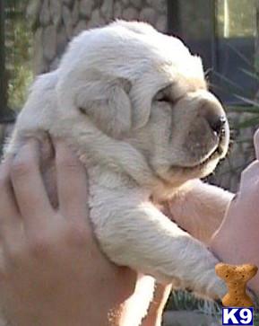 labrador retriever puppy posted by rufflabs