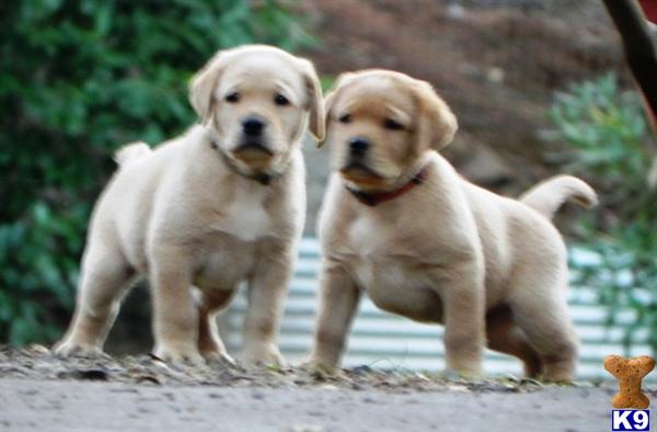 labrador retriever puppy posted by rufflabs