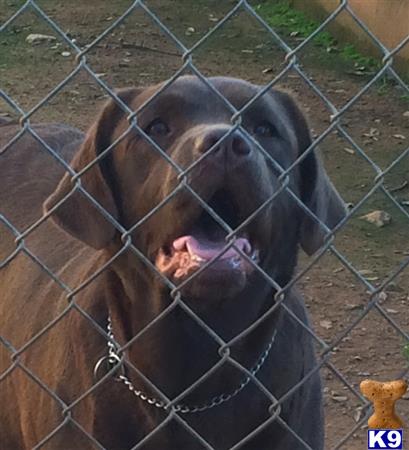 Labrador Retriever dog