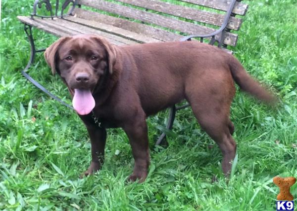 Labrador Retriever dog