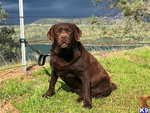 Labrador Retriever dog