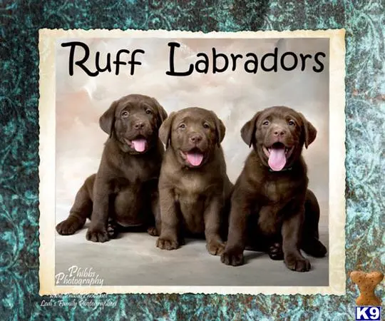 Labrador Retriever puppy for sale