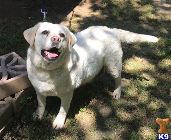 Labrador Retriever dog