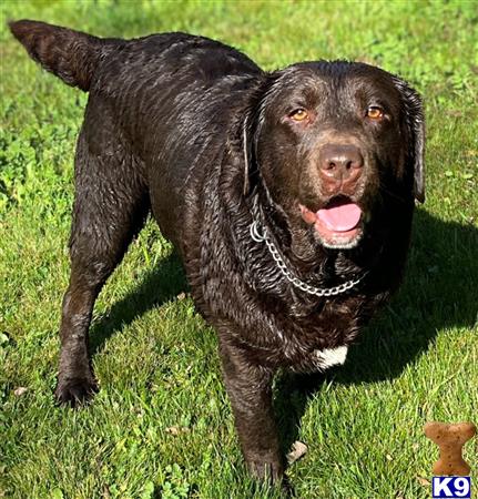 Labrador Retriever dog