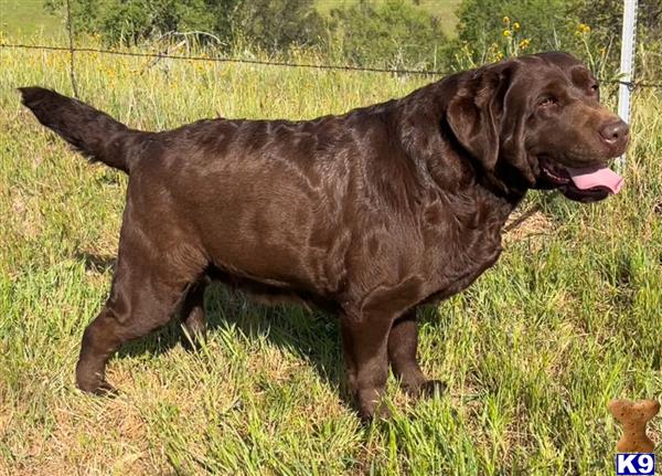 Labrador Retriever dog