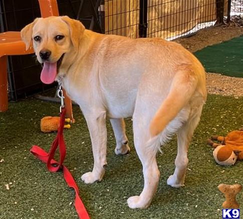 Labrador Retriever dog