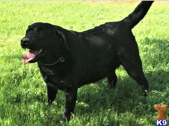 Labrador Retriever dog