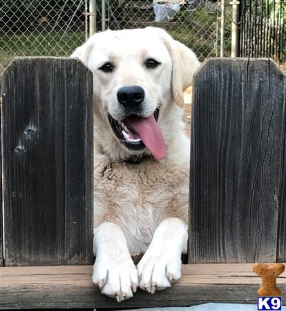 Labrador Retriever dog