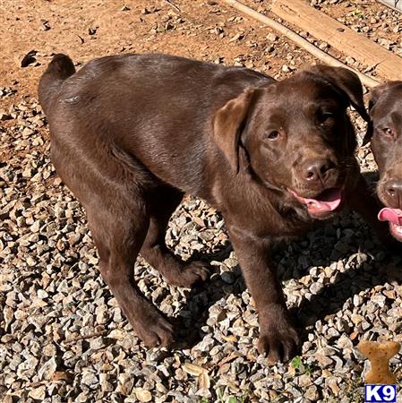 Labrador Retriever dog