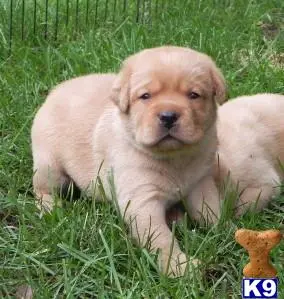 Labrador Retriever puppy for sale