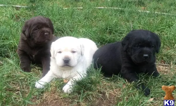 Labrador Retriever puppy for sale