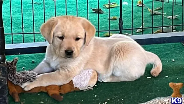 Labrador Retriever puppy for sale