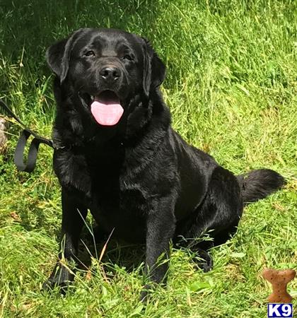 Labrador Retriever dog