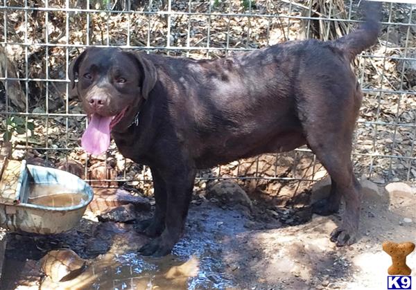 Labrador Retriever dog