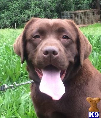 Labrador Retriever dog