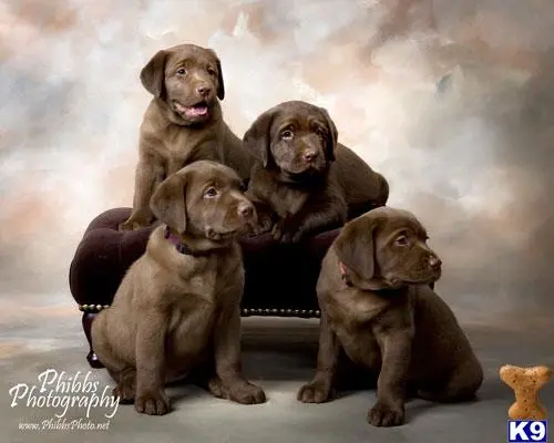 Labrador Retriever puppy for sale