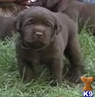 Labrador Retriever puppy for sale