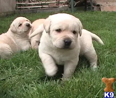 Labrador Retriever puppy for sale