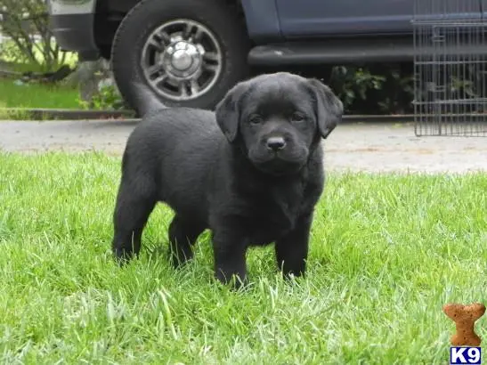 Labrador Retriever puppy for sale