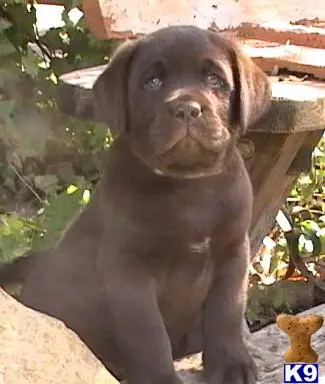 Labrador Retriever puppy for sale