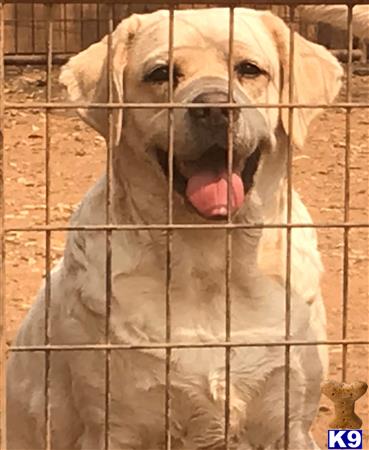 Labrador Retriever dog