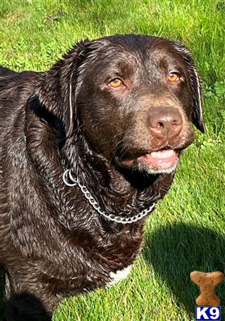 Labrador Retriever dog