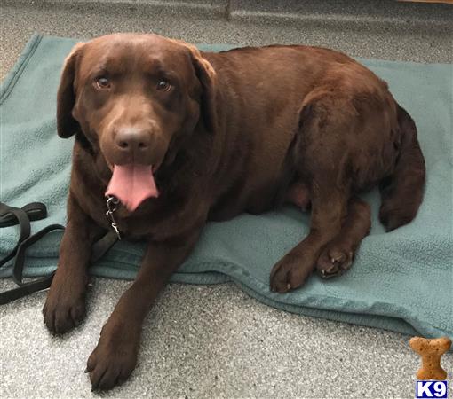 Labrador Retriever dog