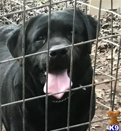 Labrador Retriever dog