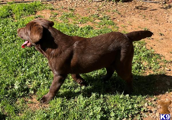 Labrador Retriever dog