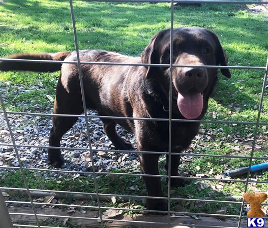 Labrador Retriever dog