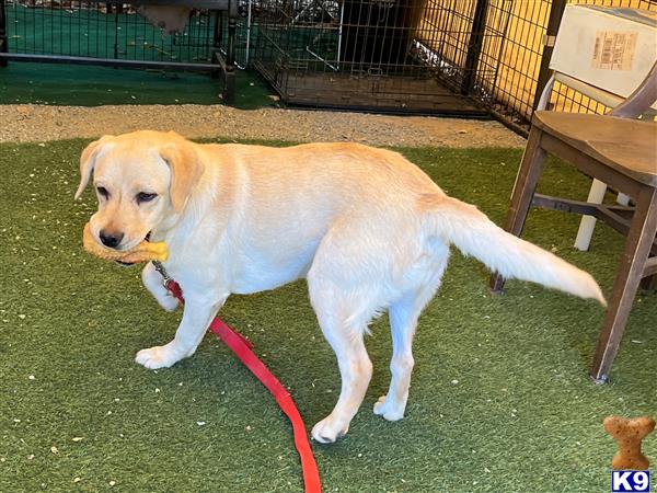 Labrador Retriever dog