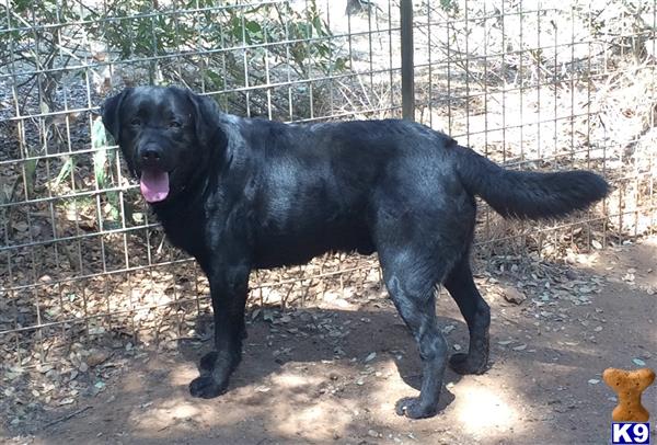 Labrador Retriever dog