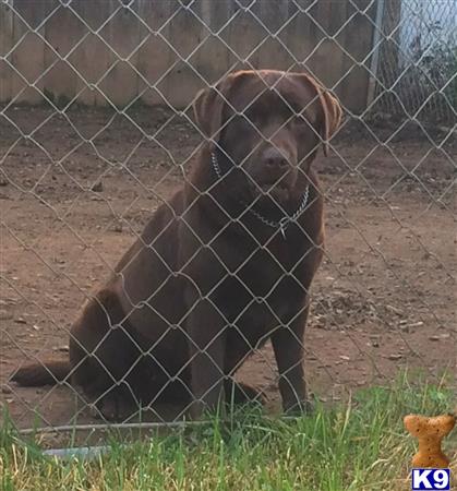 Labrador Retriever dog