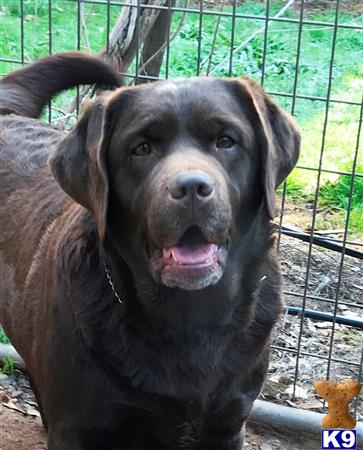 Labrador Retriever dog