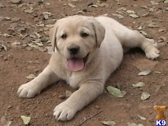 Labrador Retriever puppy for sale