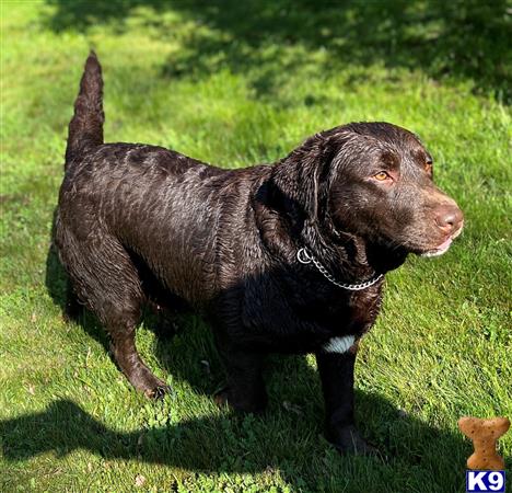 Labrador Retriever dog