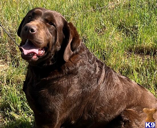 Labrador Retriever dog